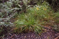 Carex multifaria