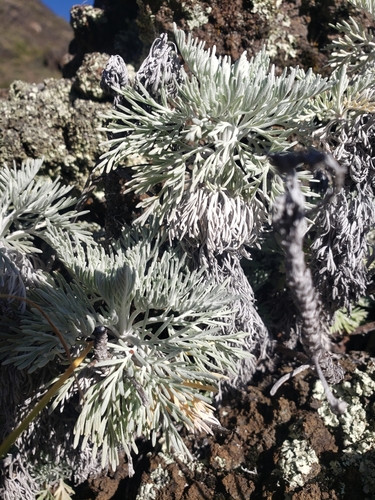 Image of Maui Wormwood by no rights reserved