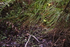 Carex multifaria