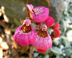 Calceolaria cana