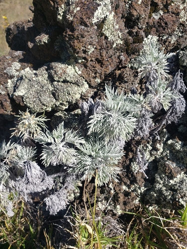 Image of Maui Wormwood (Artemisia mauiensis) by no rights reserved