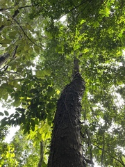 Prunus occidentalis