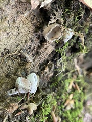 Hypomyces cervinigenus