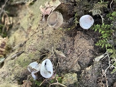 Hypomyces cervinigenus