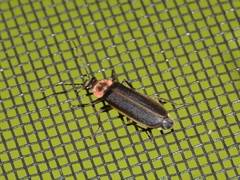 Podabrus brevicollis