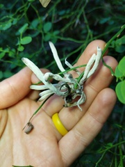 Exobasidium parvifolii