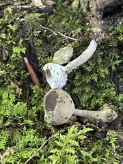 Hypomyces cervinigenus