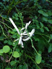 Exobasidium parvifolii