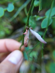 Exobasidium parvifolii