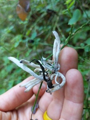 Exobasidium parvifolii