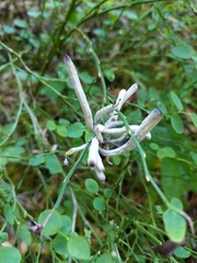 Exobasidium parvifolii