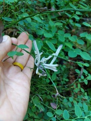 Exobasidium parvifolii