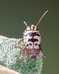 Cryptocephalus leucomelas