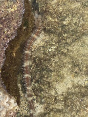 Polyplectana kefersteinii