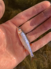 Lythrurus fasciolaris