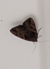 Catocala piatrix