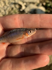 Lythrurus fasciolaris