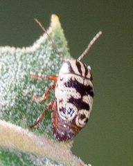 Cryptocephalus leucomelas