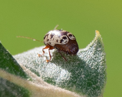 Cryptocephalus leucomelas