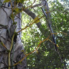 Pseudovanilla foliata