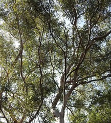 Eucalyptus propinqua