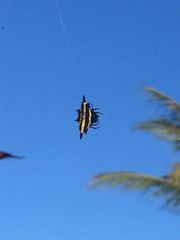 Gasteracantha fornicata