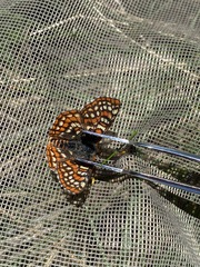 Euphydryas editha alebarki