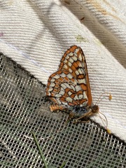 Euphydryas editha alebarki