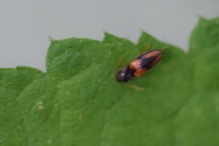 Horistonotus curiatus