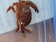 Platyactaea setigera