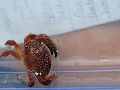 Platyactaea setigera