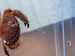 Platyactaea setigera