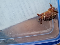 Platyactaea setigera