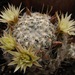 Mammillaria duwei - Photo (c) Opuntia Cadereytensis, some rights reserved (CC BY-NC), uploaded by Opuntia Cadereytensis