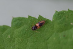 Horistonotus curiatus