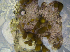 Adenocystis utricularis