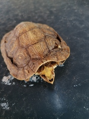 Rhinoclemmys rubida rubida