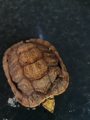 Rhinoclemmys rubida rubida