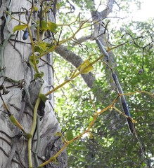 Pseudovanilla foliata