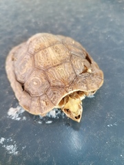 Rhinoclemmys rubida rubida