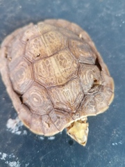 Rhinoclemmys rubida rubida