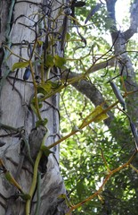 Pseudovanilla foliata