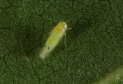 Amrasca biguttula