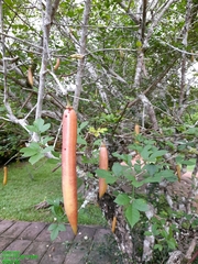 Parmentiera cereifera