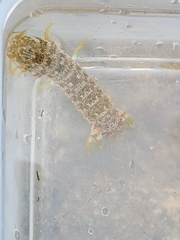 Gonodactylidae