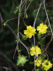Hibbertia cistiflora