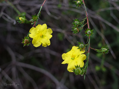 Hibbertia cistiflora