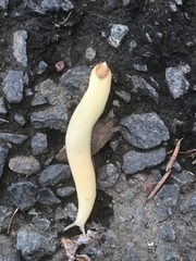 Testacella haliotidea