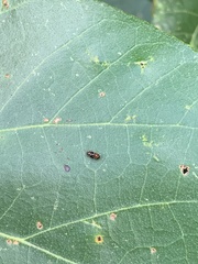 Sinocrepis obscurofasciata