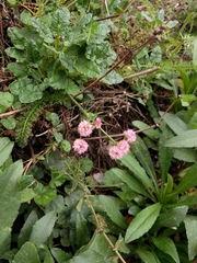 Eriogonum grande
